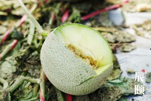 芯蕊吃瓜,揭秘娱乐圈幕后故事