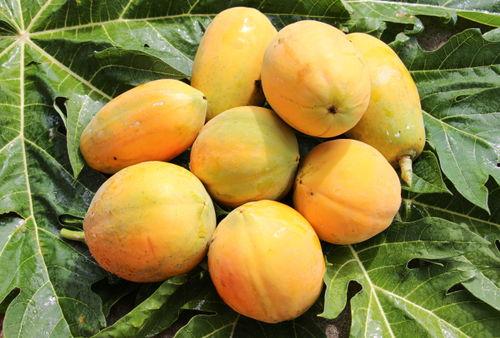 芯蕊吃瓜,揭秘娱乐圈幕后故事