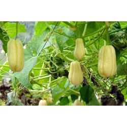 蜗牛吃佛手瓜,一场生态与美味的邂逅