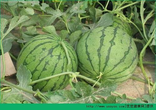 夏时节吃瓜的好处,夏季吃瓜的好处全解析