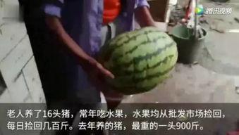 给我看吃瓜视频,网络时代的娱乐盛宴