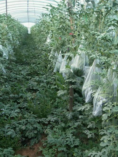 工程大学吃瓜,揭秘校园里的那些事儿