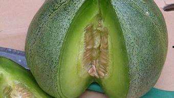 冰淇淋绿宝瓜怎么吃,夏日清新美味新尝试