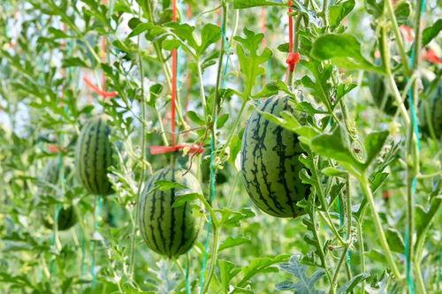 中行吃瓜,揭秘银行内部那些不为人知的趣事