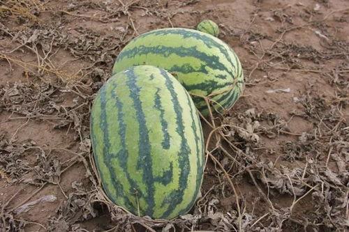 中行吃瓜,揭秘银行内部那些不为人知的趣事