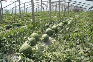 青岛理工吃瓜,吃瓜群众揭秘校园热点事件