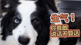 吃瓜追星狗,揭秘娱乐圈幕后故事