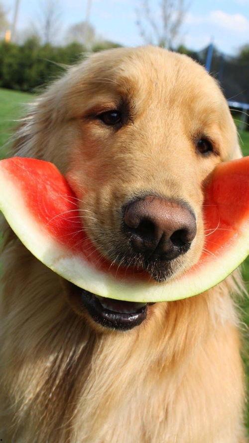 吃瓜追星狗,揭秘娱乐圈幕后故事