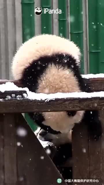 棕色小熊吃瓜,棕色小熊的夏日瓜果盛宴