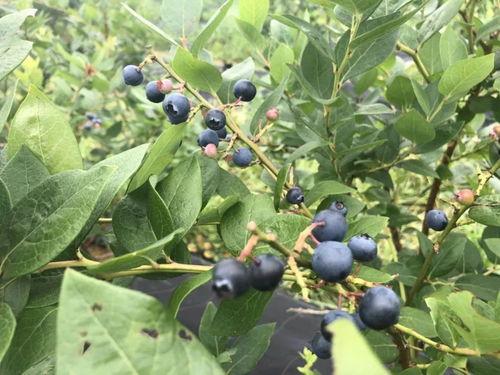 贵州520吃瓜,一场别开生面的“吃瓜”盛宴