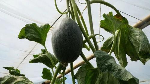 吃瓜和瓜姐,吃瓜群众与瓜姐的趣味生活揭秘