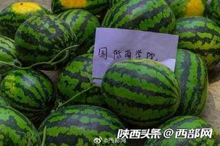 吃瓜天下,揭秘娱乐圈幕后故事