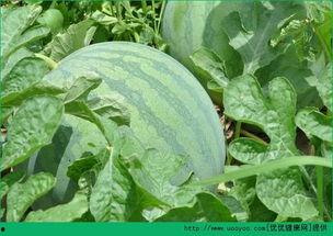 早晨晚上吃瓜好吗,揭秘瓜果的最佳食用时间