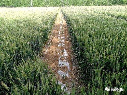 麦上吃瓜小说,一段田园爱情传奇