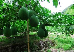 河南吊瓜怎么吃,河南吊瓜的多样食法探索