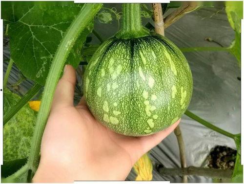 河南吊瓜怎么吃,河南吊瓜的多样食法探索  第2张