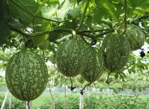 河南吊瓜怎么吃,河南吊瓜的多样食法探索  第3张