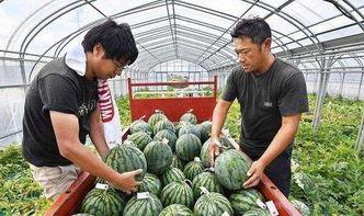 日本游客吃哈密瓜,舌尖上的西域风情体验  第3张