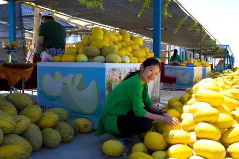 张掖瓜州吃瓜,一场甜蜜的味蕾之旅