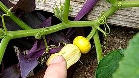 吃花小瓜,探索吃花小瓜的独特风味  第2张