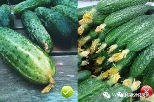 吃花小瓜,探索吃花小瓜的独特风味  第3张