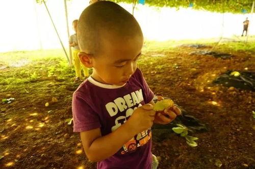 吃瓜的黄大爷 第2张 吃瓜的黄大爷 第2张