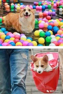 狗狗趴窗吃瓜,狗狗的悠闲午后时光  第3张