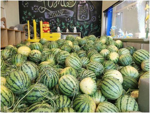 免费吃瓜  第3张