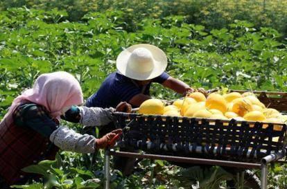 甘肃民勤吃瓜节,共庆丰收吃瓜节  第3张
