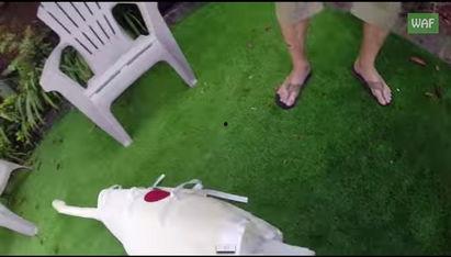 呆瓜吃赖天鹅,一场意外的友谊之旅