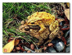 呆瓜吃赖天鹅,一场意外的友谊之旅  第3张