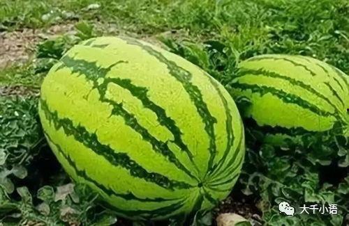 美酱吃瓜,揭秘娱乐圈幕后真相  第3张