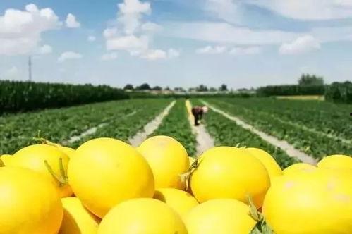 懒熊吃蜜瓜  第1张