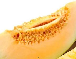 懒熊吃蜜瓜  第2张