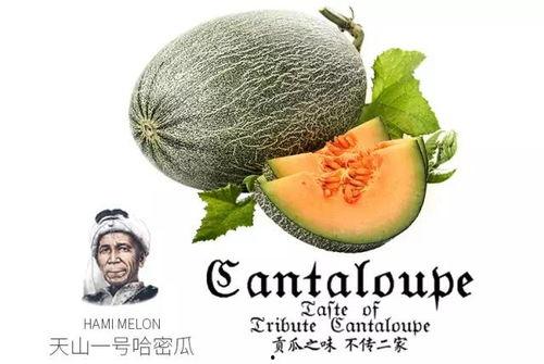 懒熊吃蜜瓜  第3张