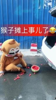 直播笨笨吃瓜图片,笨笨萌宠大吃瓜，萌态十足引网友热议  第2张