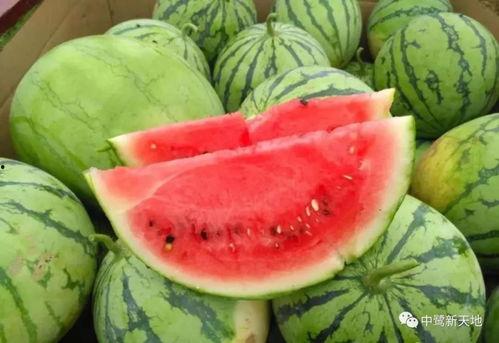 评选吃瓜日  第2张