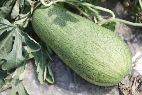 中国吃蜜瓜视频  第3张