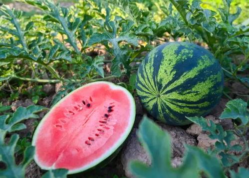 河南逗哥吃瓜事件,网络舆论的狂欢与反思  第3张