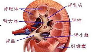 肾癌可以吃线瓜吗,线瓜的适宜与禁忌  第2张