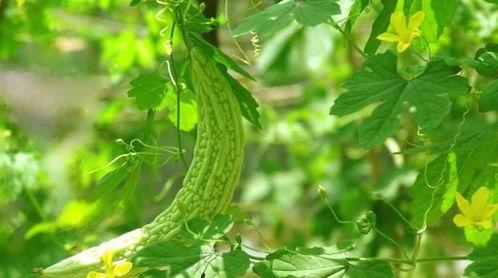 吃口凉瓜  第3张