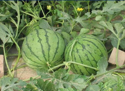 吃瓜吃人事件  第2张