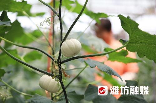 潍坊吃瓜8203,揭秘当地特色美食背后的故事  第2张
