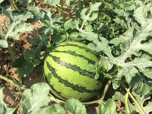 觉醒年代吃瓜  第3张